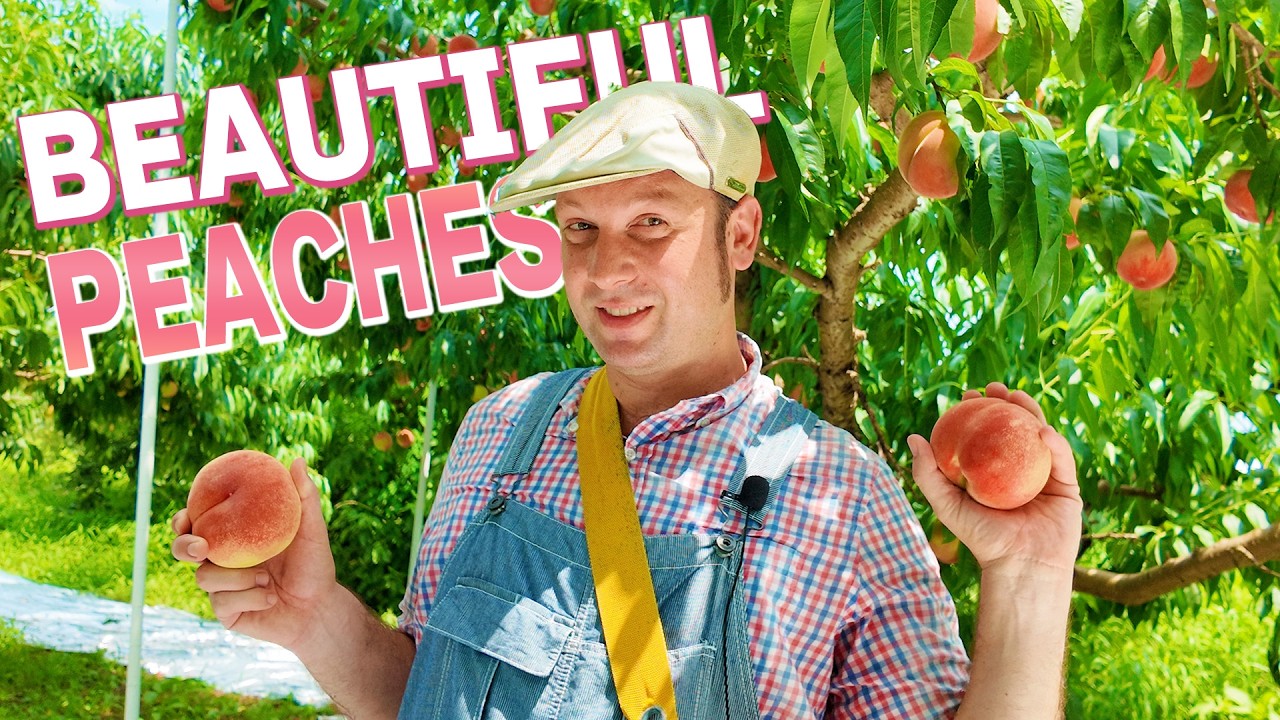 The Sweet Taste of Fukushima Peaches！| 外国人が福島の桃を食べて