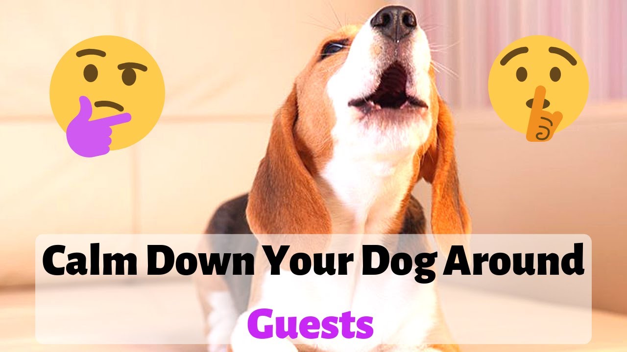 How to Calm Your Dog Around Guests: The Ultimate Guide