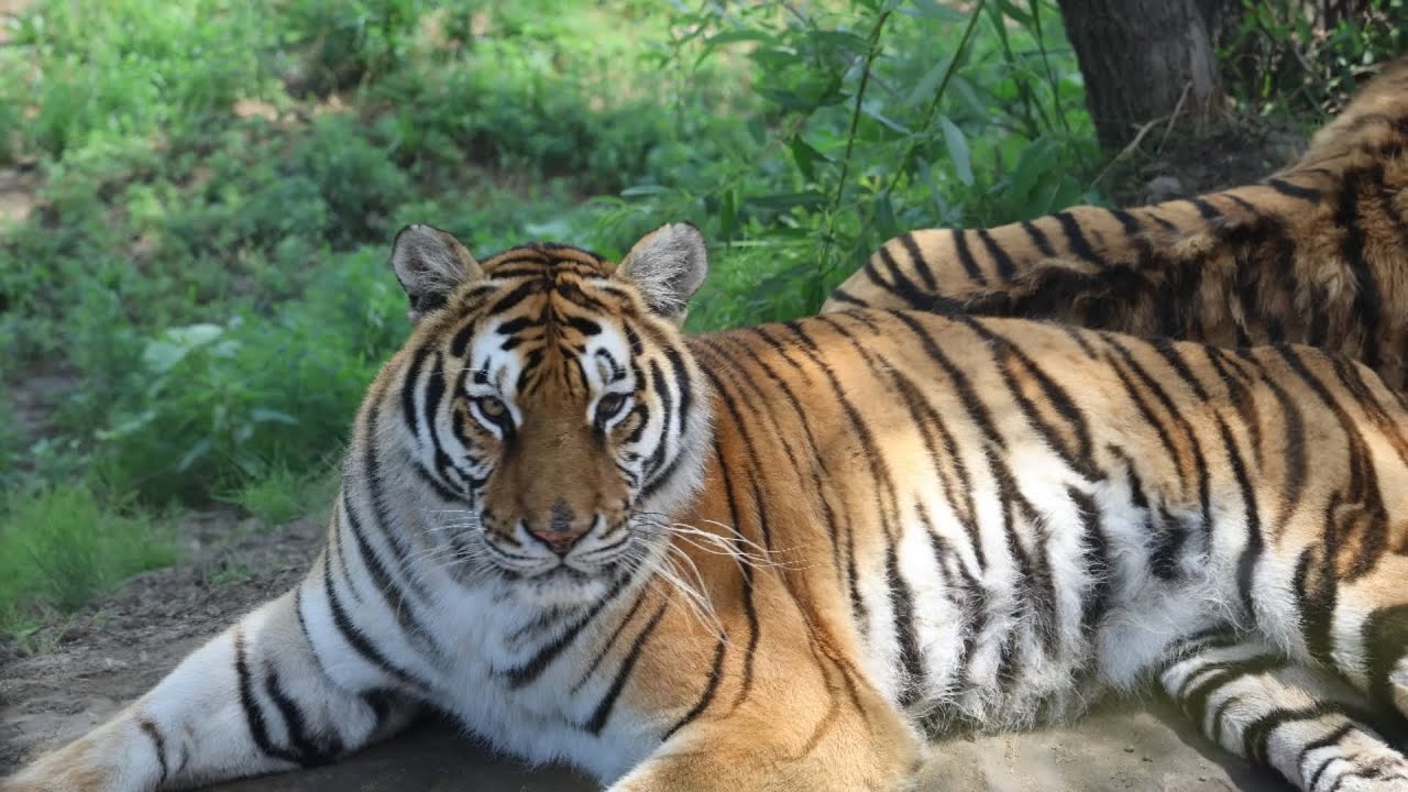 Siberian Tiger Park, Harbin