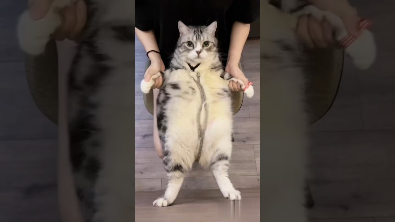 Furry Funniest Moments:You won't be able to stop laughing! 🐾😹