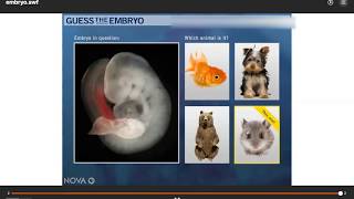 Embryo Walkthrough
