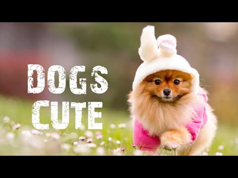 بعد رجوع صاحب الكلب من الخارج أنظر ماذا فعل الكلب