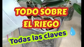 TODO SOBRE EL RIEGO‼️, todas las claves 💧👍