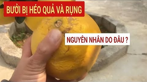 Nguyên nhân khiến quả bưởi bị héo và rụng thời kỳ thu hoạch