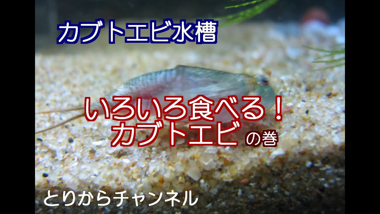 Triops Eats Many Kind Of Foods Youtube