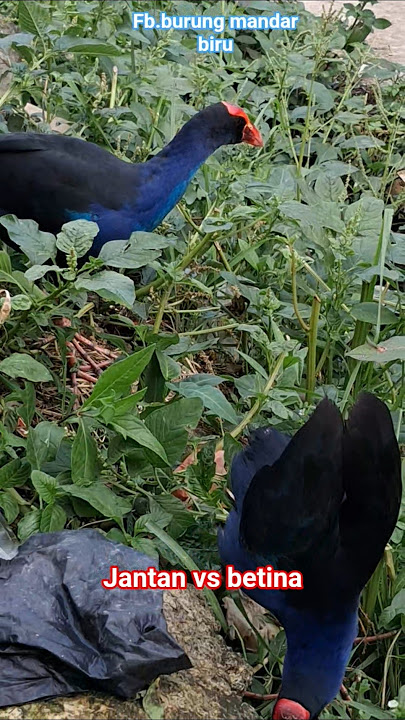 #shorts perbedaan jenis kelamin burung mandar biru jantan dan betina