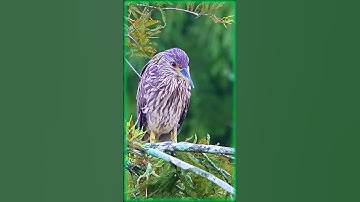 Thumbnail of Juvenile crowned-night heron in the morning light. The eyes are amazing!