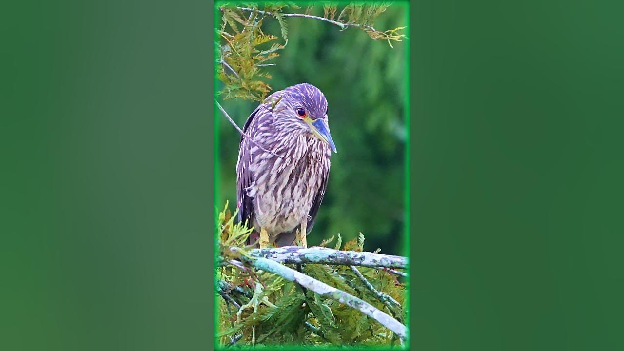 Juvenile crowned-night heron in the morning light. The eyes are amazing!