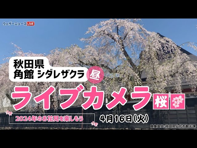 🌸桜ライブカメラ🌸秋田県 角館のシダレザクラ 2024年4月16日(火
