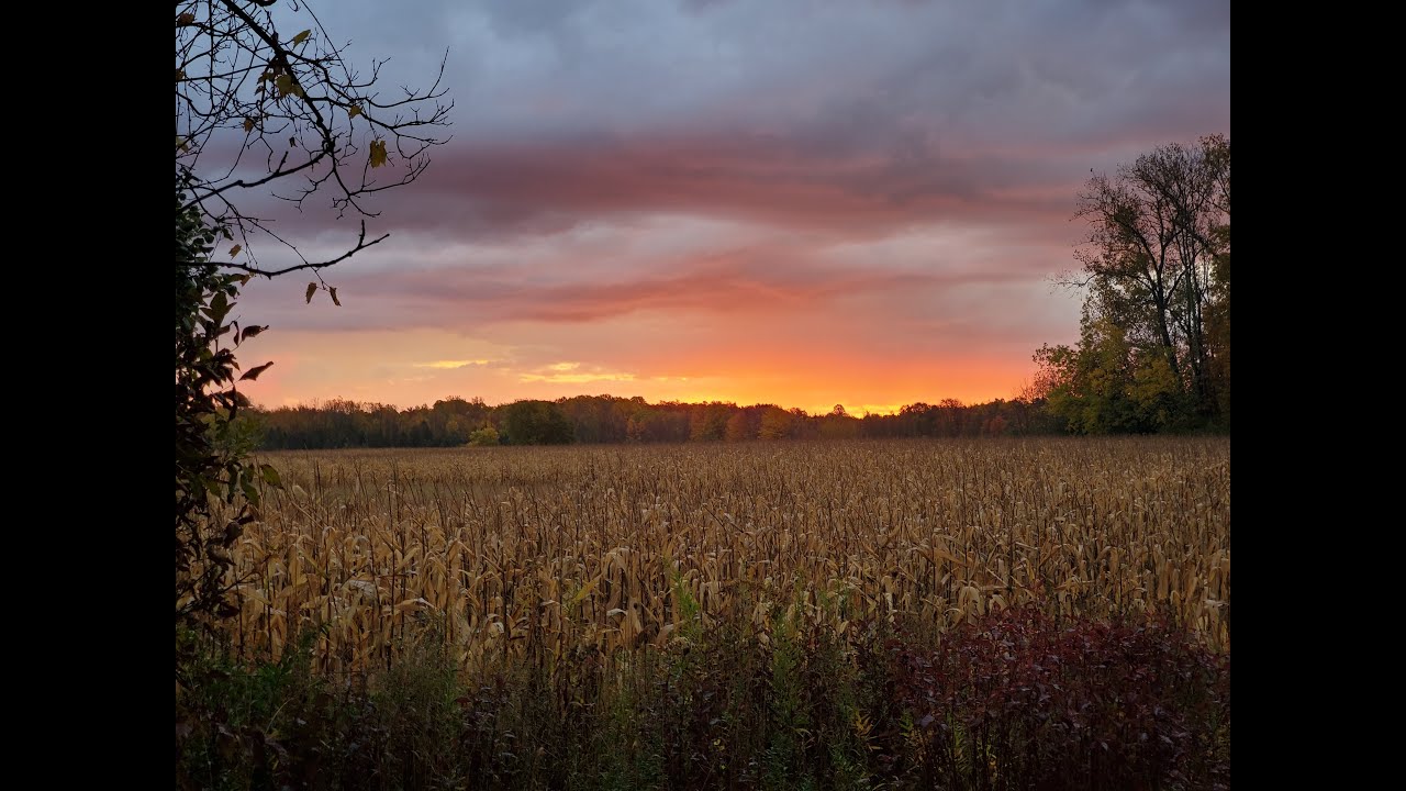 2 Hours of Relaxing Golden Wheat Fields - Relaxing Nature Sounds