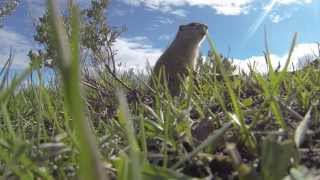 Pocket Gopher At Mormon Row In The Tetons