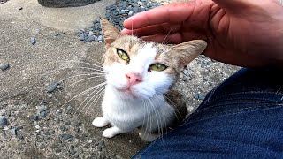 神社の前にいた野良猫をナデナデしたら台に乗ってモフモフを要求してきた