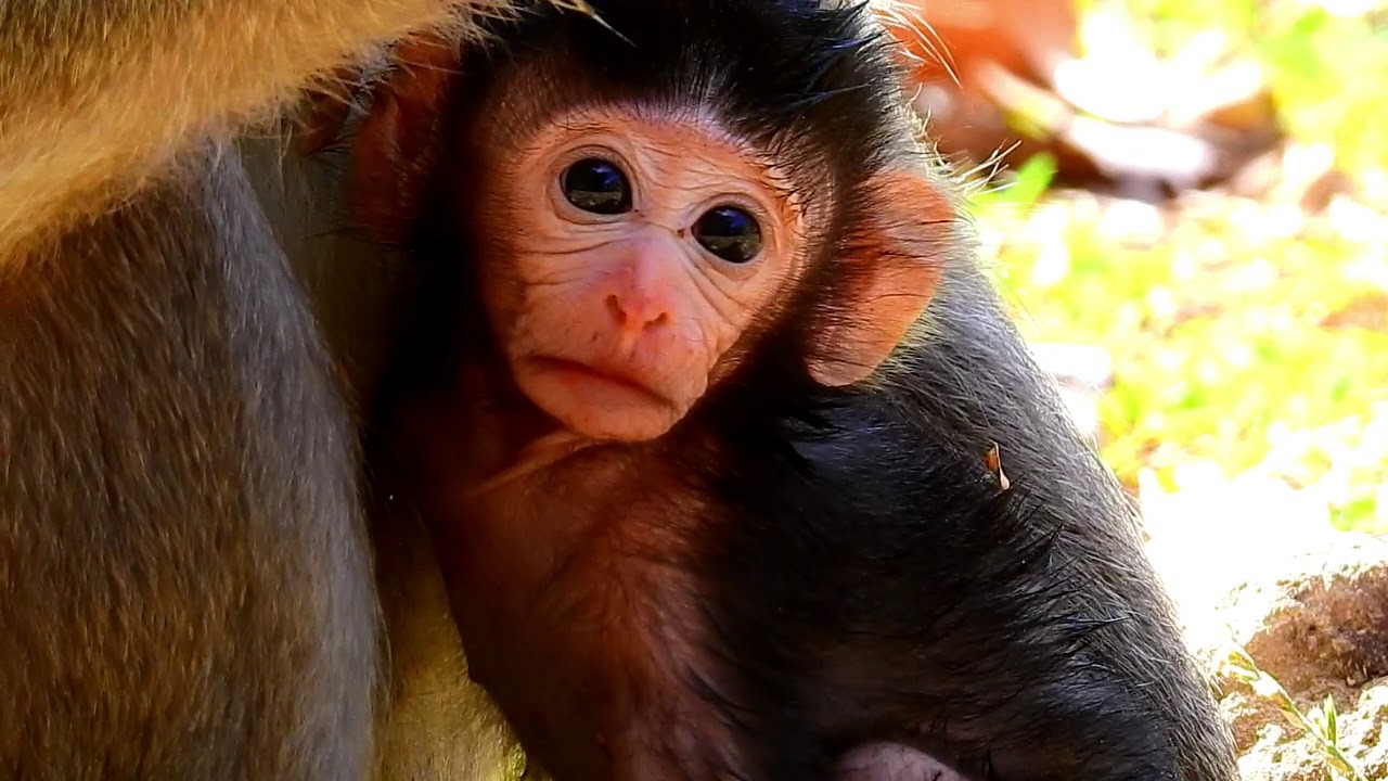 Poor  Baby Jayden Want To Play With Another Monkey,But Mom Jade Reject & Grab