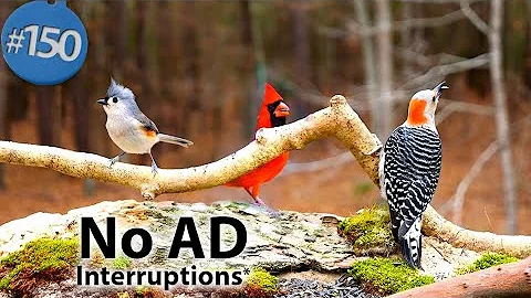 TV for Cats 😻8 Hours of Birds 🐦 and Squirrels 🐿Feeder Uninterrupted CatTV @LensMyth