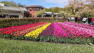 Парк Кёкенхоф, Голландия. Сотни автобусов, музей истории парка. Keukenhof, The Netherlands, museum.