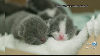 Maui Humane Society to host virtual kitten baby shower