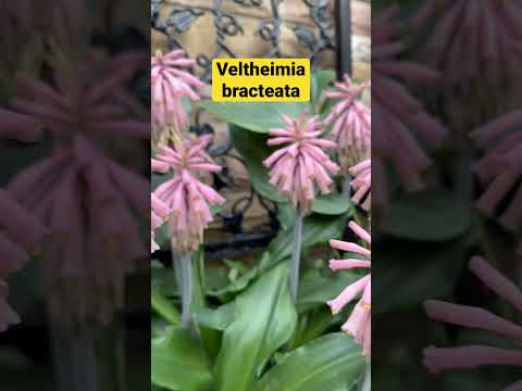 Veltheimia bracteata | Forest/Cape Lily. #lily #flower #cape #love #beauty