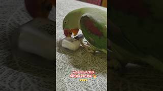 Yeh Parrot Nahi, Chhota Don Hai! 🔥😱😱#mitthu #mitthushorts #funnyshorts #parrottalking #shorts