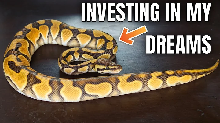 Going For Broke! Why Im INVESTING in Ball Pythons