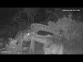🔴 LIVE African Safari | 6 Maasai Mara Wildlife Cameras | Kenya 24/7