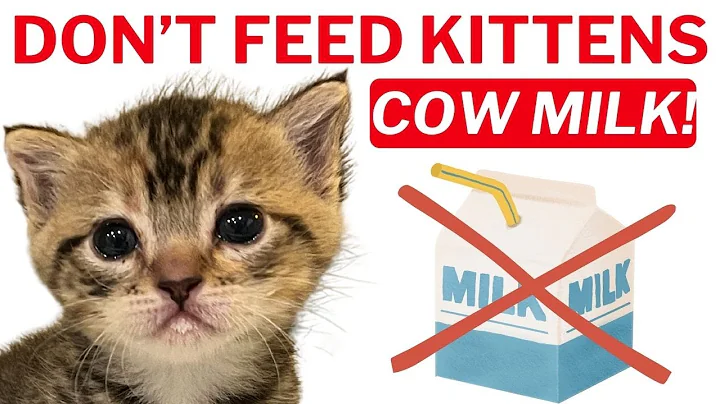 Don't Feed Kittens Cow Milk! - DayDayNews