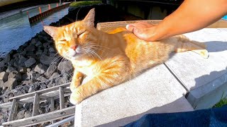 防波堤に座っていたら野良猫が隣に座って寛ぎ出した