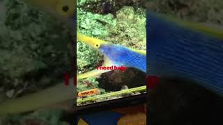 Hey Im Still Alive Es