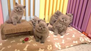 Nos petits british shorthair et longhair