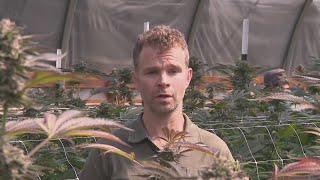 'Just heartbreaking': Cannabis farmers file lawsuit against mold zero-tolerance rule