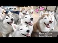 Cuties| Dogs Lover｜【Bangkok】Husky Cafe Truelove neverland 🐶 曼谷 哈士奇Cafe