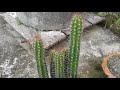 Most interesting cactus on the roof you cant believe