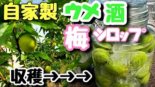 自宅の梅の木から収穫して、自家製の梅酒と梅シロップを作ってみた。【第12回】男飯シリーズ(自家製　梅酒&梅シロップ)