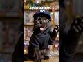 Merry Christmas,  Everyone! #blackcat #christmas #aishorts #googlegemini