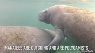 Download Lagu 6 Differences between Dugongs and Manatees MP3 Download Lagu 6 Differences between Dugongs and Manatees MP3
