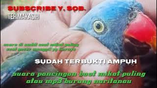 suara pancingan puling//suara mp3 burung nuritanau//suara pikat tajaling.