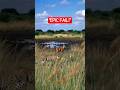 Missed By Inches Wild Hunt Fail Wildlife Leopard AnimalShorts EpicFail YouTubeShorts Live Missed By Inches Wild Hunt Fail Wildlife Leopard AnimalShorts EpicFail YouTubeShorts Live