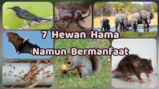 7 Hewan Yang Dianggap Hama, Padahal Sangat Bermanfaat Dan Berjasa Bagi Bumi | Luar Biasa