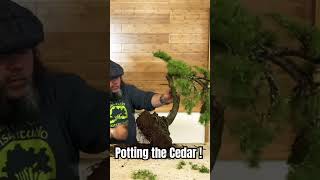 Potting this Cedar