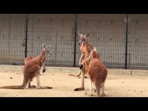 ケンカの仲裁するカンガルー  