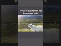 Beeeeee #shorts #memes