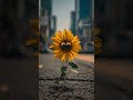 Sunflower running #speedsong #song #music #spedup