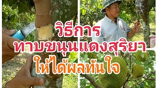 #สอนทาบขนุนแดงสุริยากิ่งใหญ่ๆแบบ 3 ตอ #ติดผลไวขึ้น #Teaching how to graft a large jackfruit