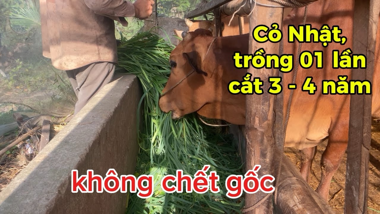 Cỏ Nhật, trồng 01 lần cắt hoài không bị chết gốc 