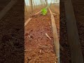 Plantando pepino japonês 🥒