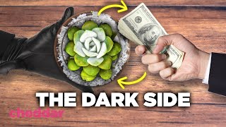 The Dark Side Of Our Succulent Obsession  Cheddar Explains