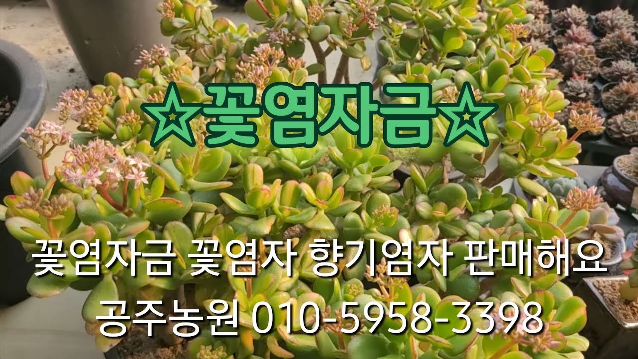 #꽃염좌금판매 #꽃염좌 # 향기염좌