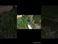 голавль на спининг, рыбалка на ультролайт, рыбалка в малых реках, #рыбалка