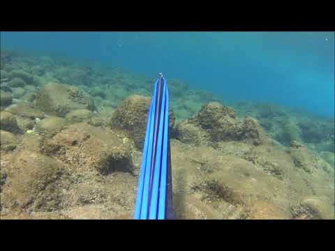 Spearfishing winter shallow