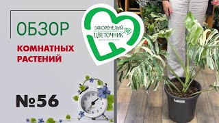 видео: #56 Обзор комнатных растений | Москва, Иркутск и Шадринск -поставки растений картинка: #56 Обзор комнатных растений | Москва, Иркутск и Шадринск -поставки растений