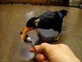 Greater Hill Mynah Dinner Time